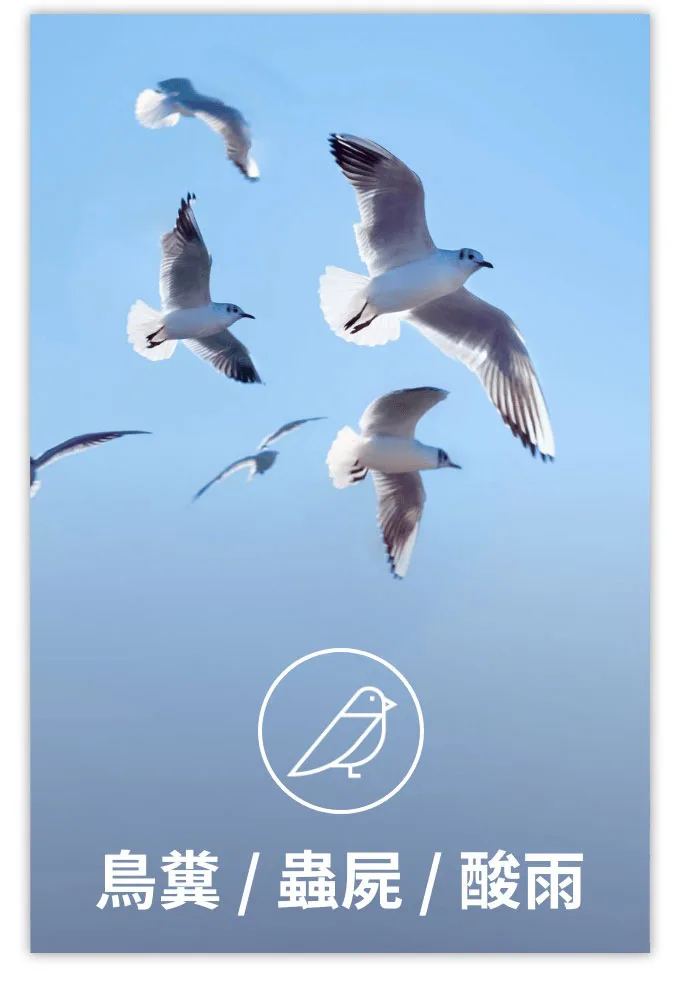 鳥糞蟲屍酸雨 污染